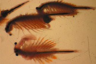 El crustáceo americano Artemia franciscana 
invade las salinas ibéricas